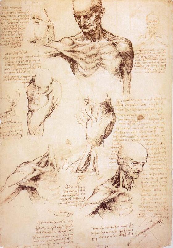 LEONARDO da Vinci The muscles of Thorax and shoulders in a lebnden person oil painting picture